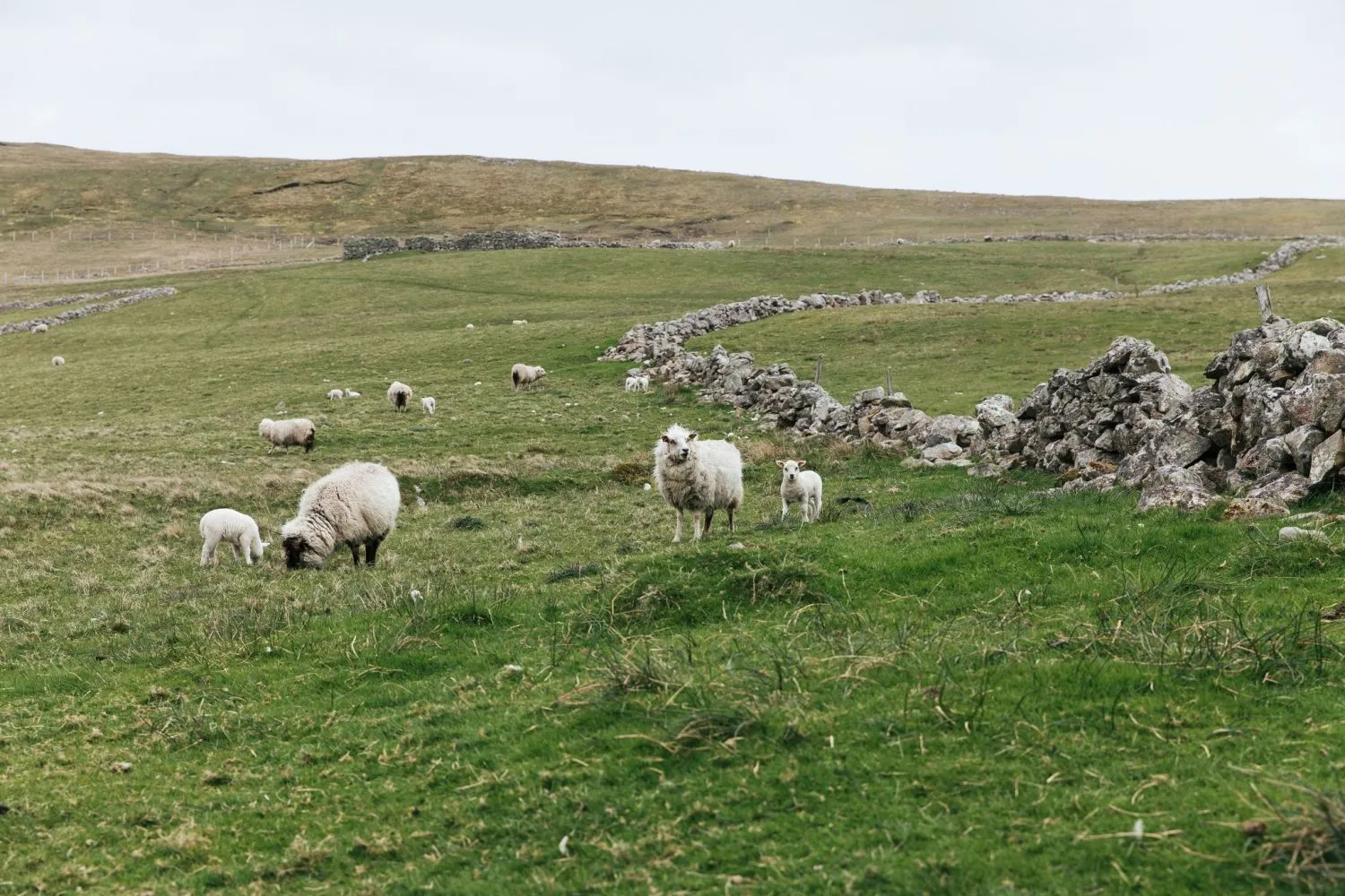 Grand Shetland Adventure Knits by Mary Jane Mucklestone and Gudrun Johnston
